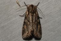 Lacanobia w-latinum