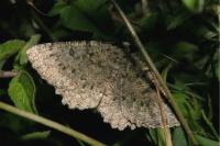Charissa obscurata obscurata