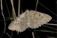 Charissa obscurata obscurata