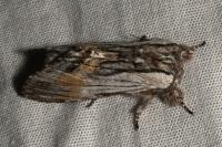 Harpyia milhauseri