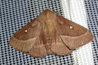 Lasiocampa trifolii trifolii