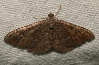 Cataclysme riguata