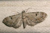 Eupithecia pimpinellata