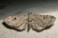 Eupithecia pimpinellata