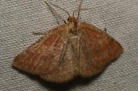 Aplasta ononaria