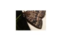 Amphipyra pyramidea/Amphipyra berbera