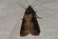 Agrotis clavis clavis