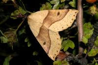 Crocallis elinguaria