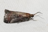 Acrobasis
