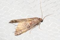 Acrobasis