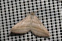Phibalapteryx virgata