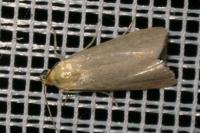 Eurhodope cirrigerella