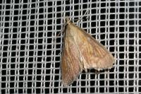 Nascia cilialis
