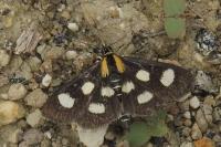 Anania funebris