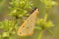 Setina irrorella irrorella