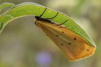 Setina irrorella irrorella