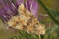 Eremobia ochroleuca