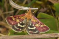 Pyrausta ostrinalis