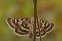 Pyrausta ostrinalis
