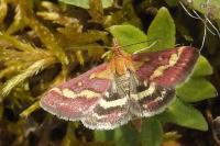 Pyrausta ostrinalis