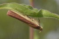 Oncocera semirubella