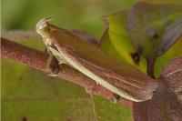 Oncocera semirubella
