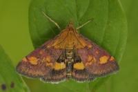 Pyrausta aurata