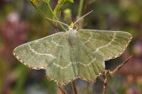 Thalera fimbrialis