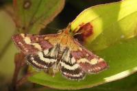 Pyrausta ostrinalis