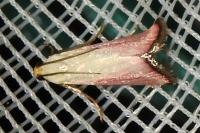 Eurhodope rosella