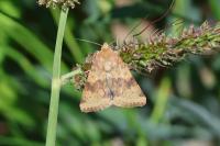 Heliothis viriplaca