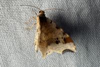 Macaria alternata