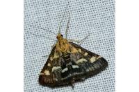 Pyrausta ostrinalis