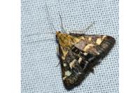 Pyrausta ostrinalis