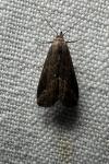 Schrankia costaestrigalis