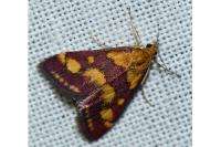 Pyrausta purpuralis