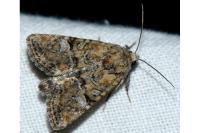 Mesoligia furuncula