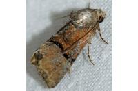 Mesoligia furuncula