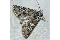 Lamprosticta culta