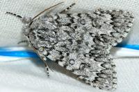 Acronicta euphorbiae