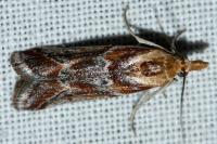 Ancylosis cinnamomella