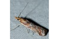 Ancylosis cinnamomella