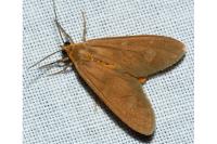 Dysauxes famula