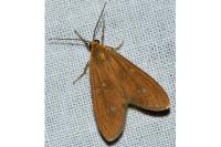 Dysauxes famula