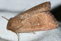 Mythimna albipuncta
