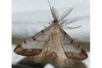 Selidosema brunnearia brunnearia
