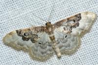 Idaea rusticata