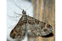 Gymnoscelis rufifasciata