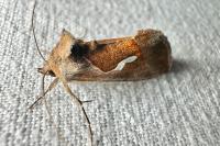 Macdunnoughia confusa