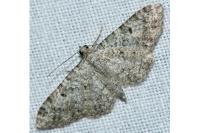 Eupithecia semigraphata